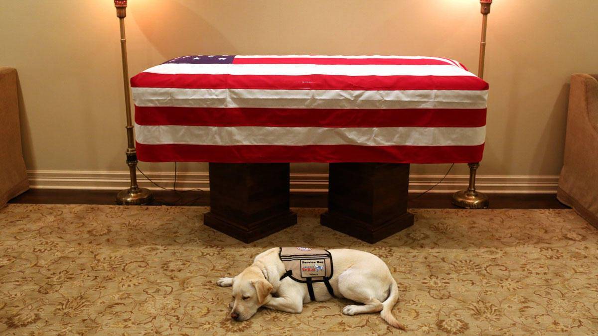 La commovente veglia del cane Sully davanti alla bara di George Bush senior