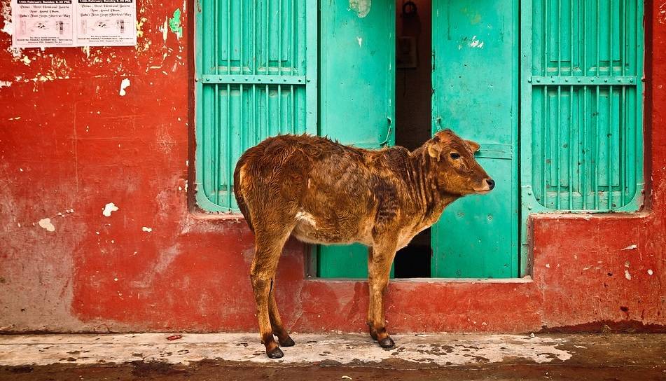 India, la scoperta di 25 mucche uccise ha causato omicidi e violenze