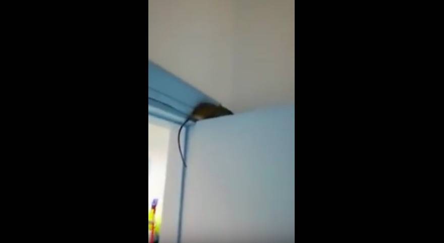 Choc all'ospedale di Bisceglie: topo sulla porta di una stanza