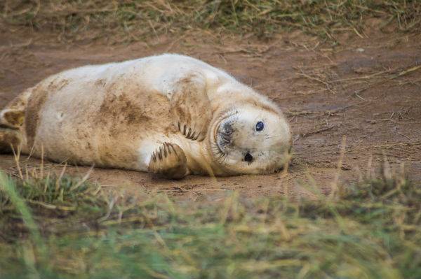 Trova una foca nel suo giardino: ecco da dove arriva