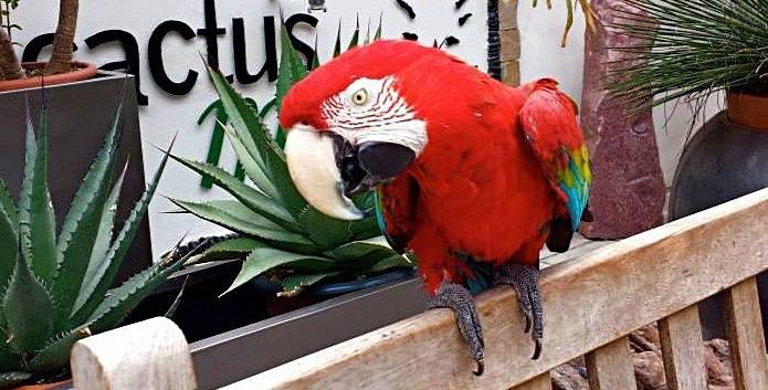 Ventimiglia: ladri non trovano soldi e rubano pappagallo per dispetto
