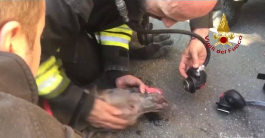Milano, i vigili del Fuoco salvano un cane intossicato da un incendio