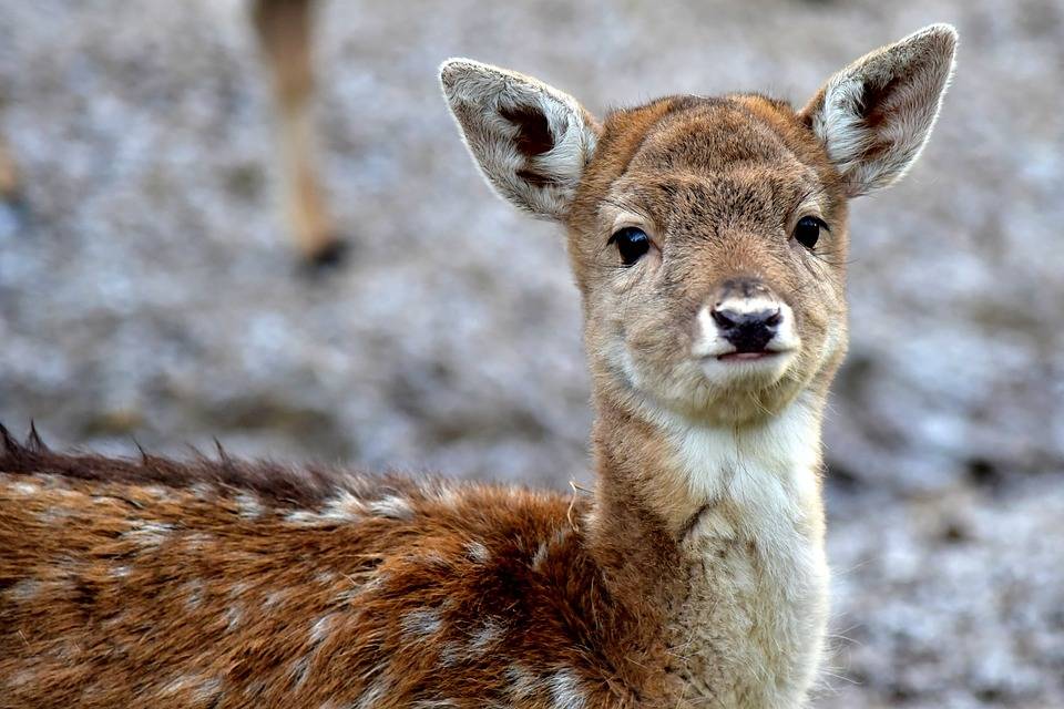 Uccide centinaia di cervi, condannato a vedere Bambi per un anno