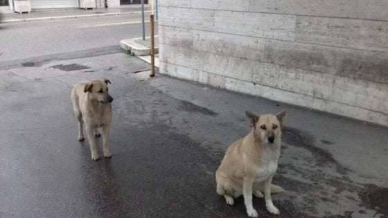 Andria, due cani attendono il padrone davanti all'ospedale dove è ricoverato