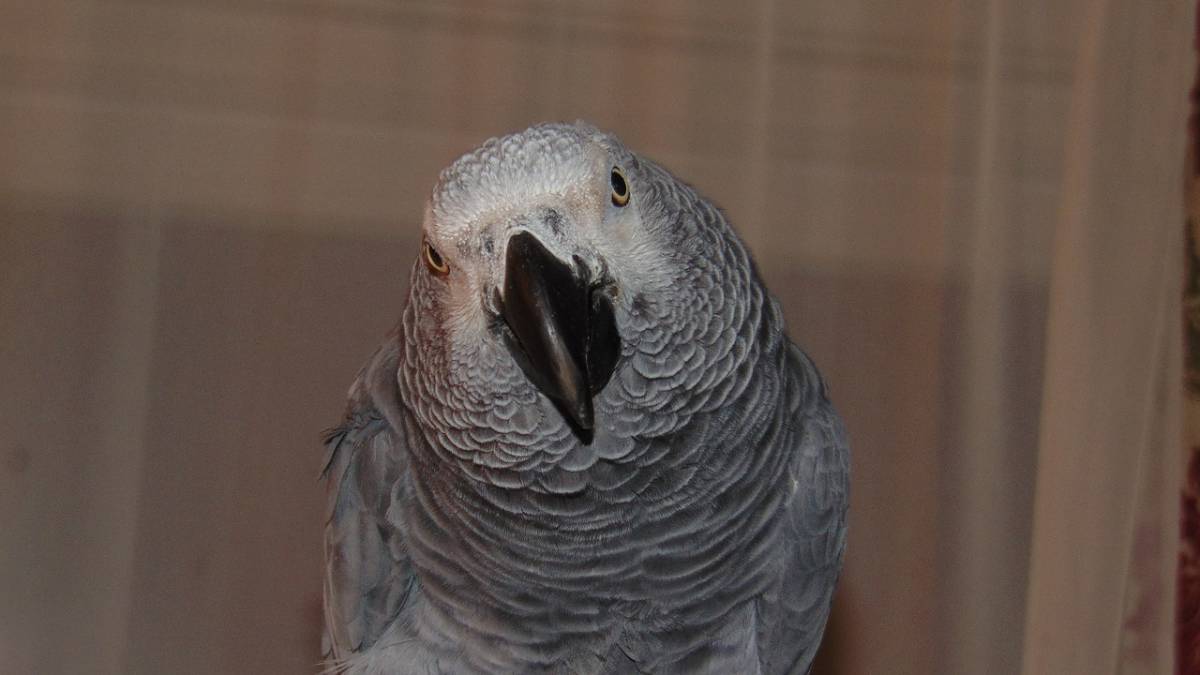 Enna, blitz anti-droga: c'era un pappagallo a fare da palo alla banda