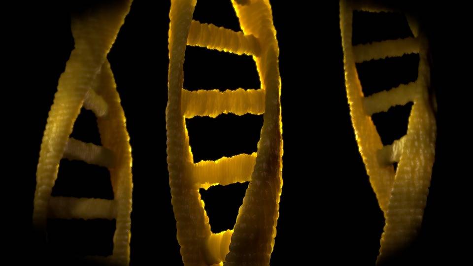 Cromosoma X, il segreto della longevità femminile