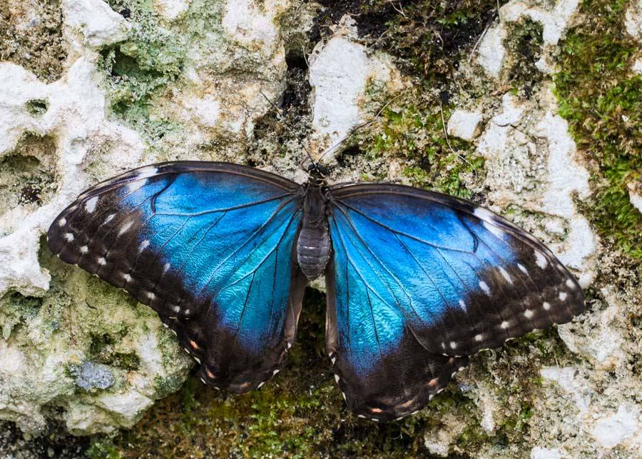 Il muro tra Usa e Messico mette in pericolo le farfalle