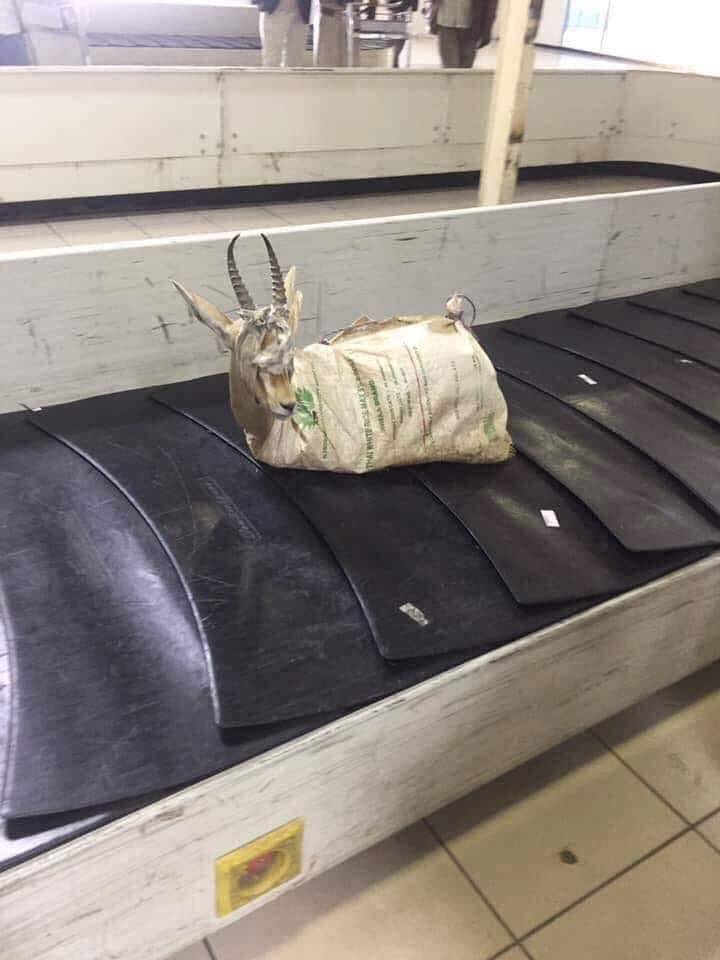 Libia, all'aeroporto una gazzella tra i bagagli