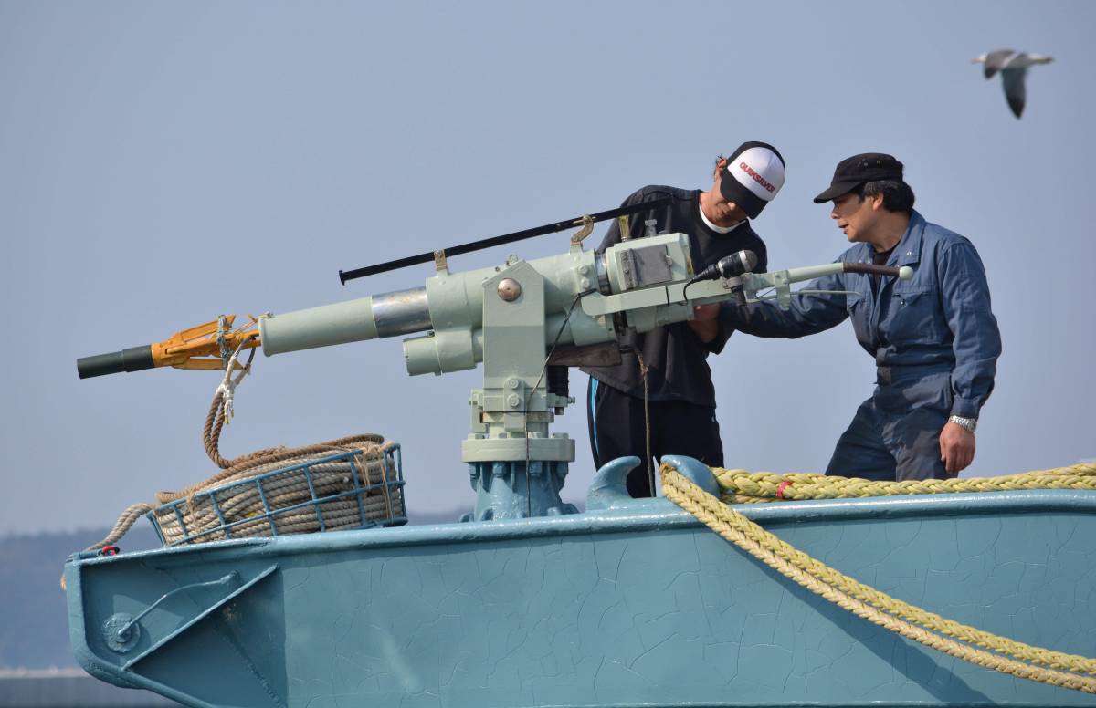 Il Giappone sfida il mondo: "Riapre la caccia alle balene"
