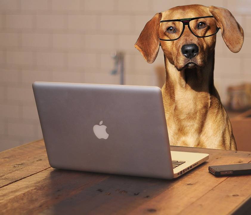 Ciotole e cucce in ufficio: nel grattacielo Unicredit i cani vanno al lavoro
