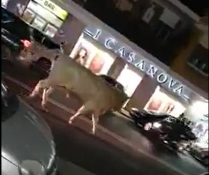Roma, la scena surreale: un toro passeggia nel traffico