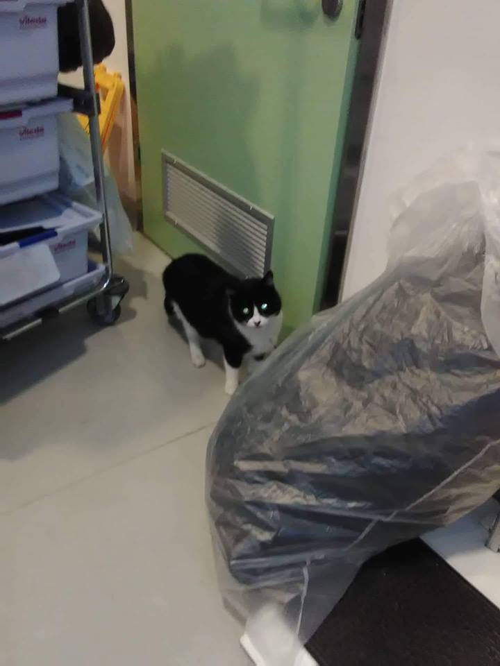 Denuncia la presenza di un gatto in ospedale: minacciato di morte