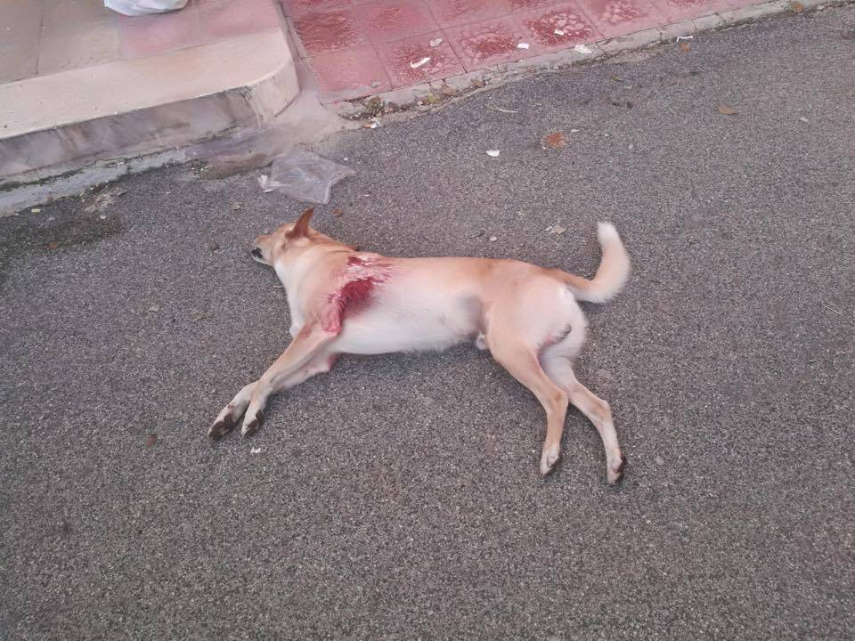 Orrore a Carovigno, cane ucciso in strada a colpi di pistola