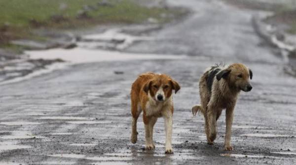 Cani vietati nei luoghi pubblici: danno ansia