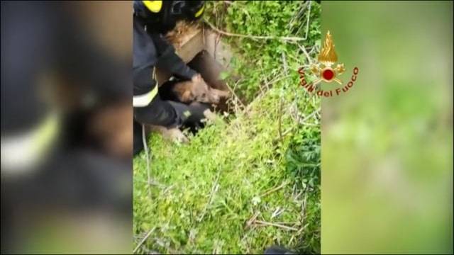 Brindisi, vigili del fuoco salvano due cani finiti in un pozzetto