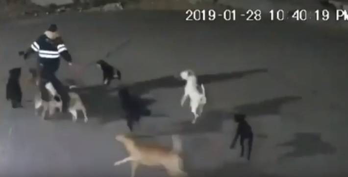Branco di cani la insegue mentre si reca a lavoro: donna morta sbranata