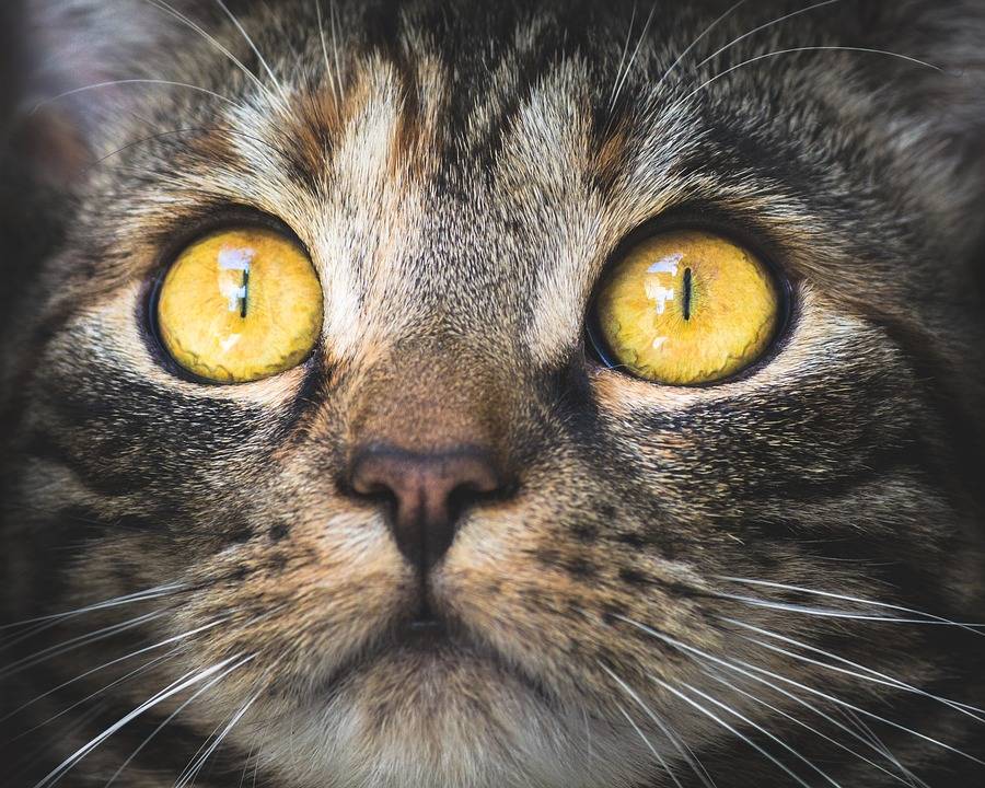 I gatti e il nome. Un movimento d'orecchie prova: lo riconoscono