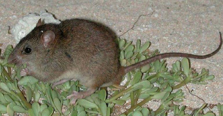 È un topolino il primo ucciso dal clima che cambia