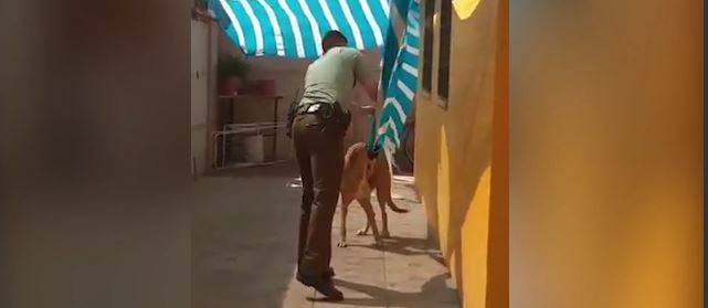 Cile, un poliziotto libera un cane intrappolato e il video commuove la rete