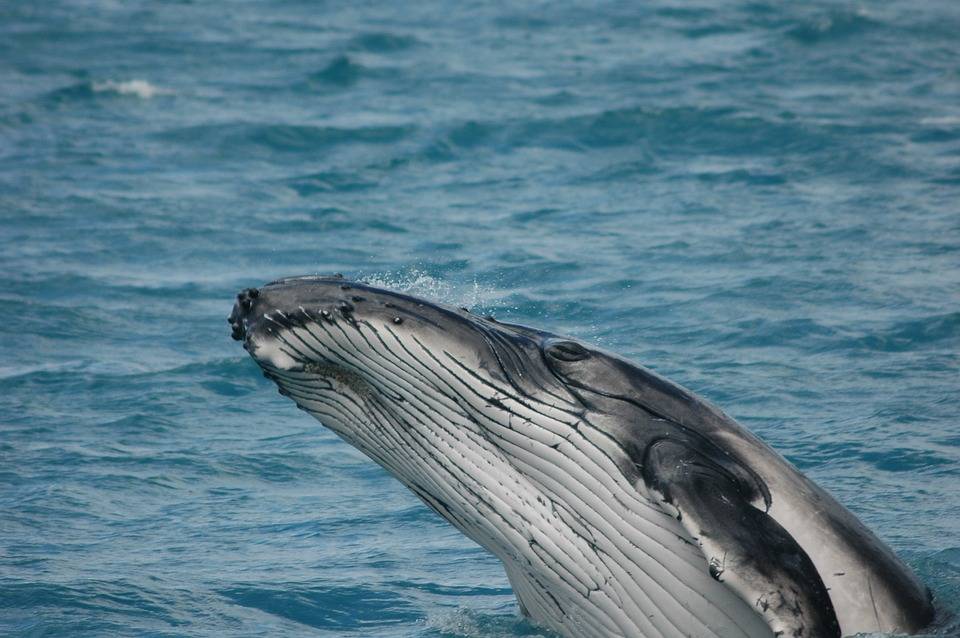 Ora le balene arrivano a Manhattan: "In un anno quasi 300 avvistamenti"