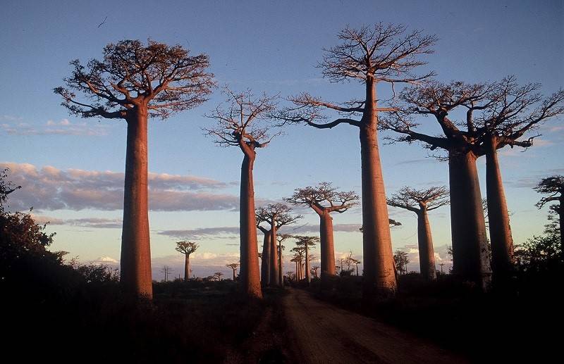Salta la vacanza in Madagascar, truffati da falso tour operator