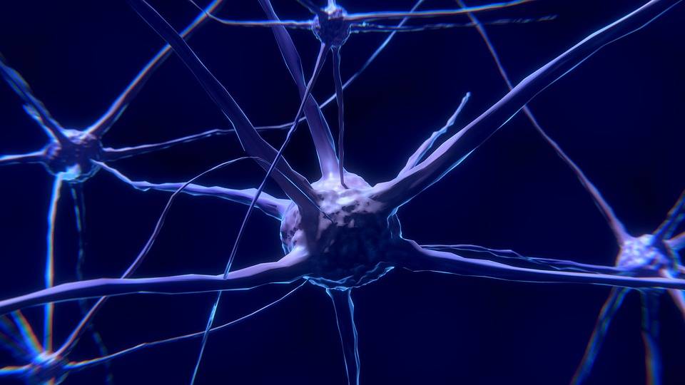 Il cervello umano generatore di neuroni a 90 anni