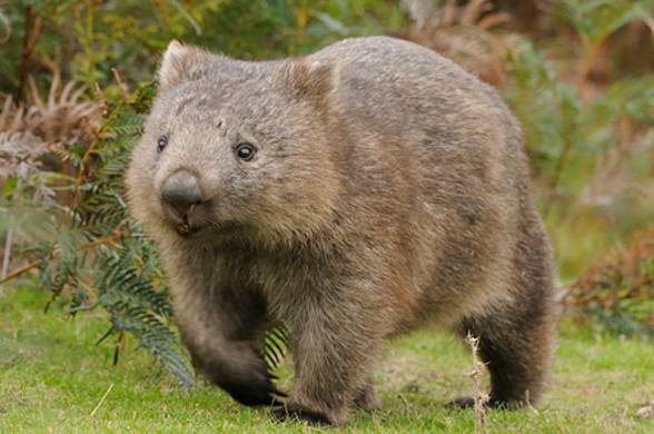 Australia, la scoperta delle feci a forma di cubo di alcuni marsupiali
