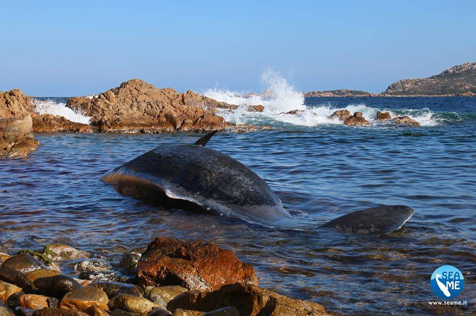 Sardegna, ucciso capodoglio: in grembo 20 chili di plastica