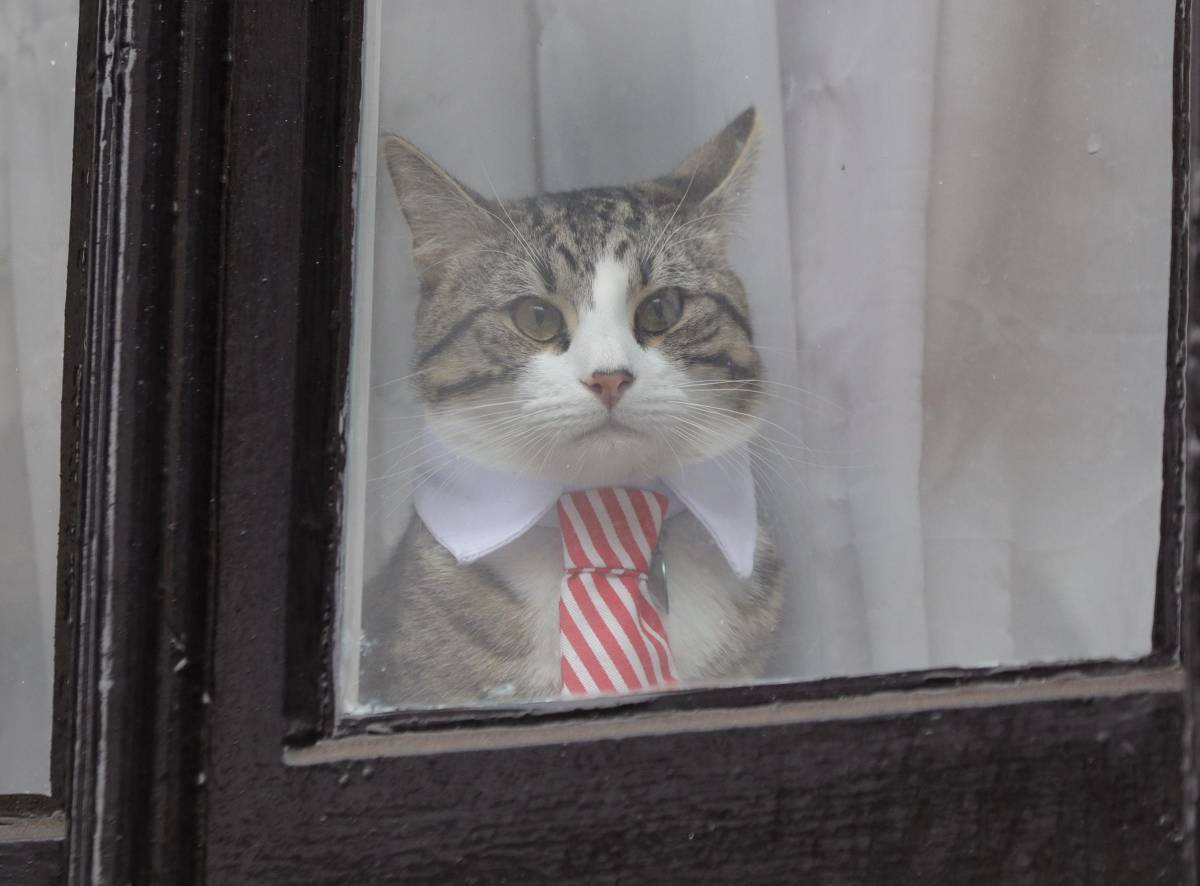 Così il gatto di Assange è sfuggito all'arresto