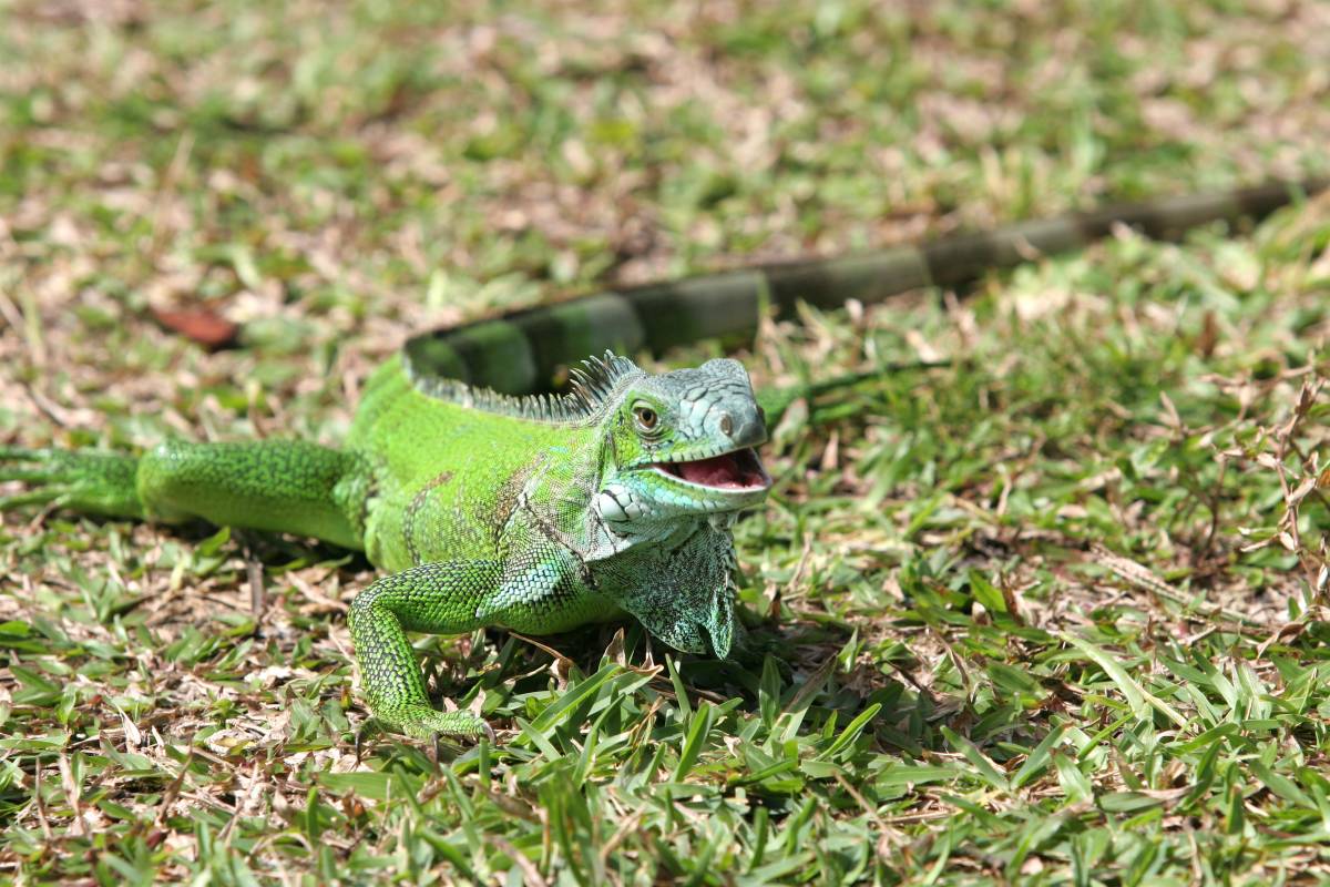 Caserta, trova nel suo parco un raro esemplare di iguana e lo affida ai carabinieri