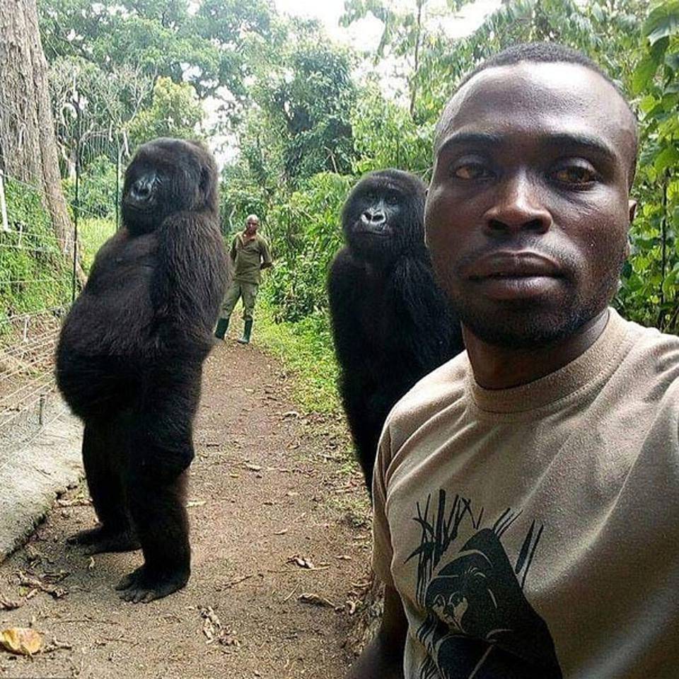 Due gorilla in posa da rockstar. Quanto è umano quel selfie