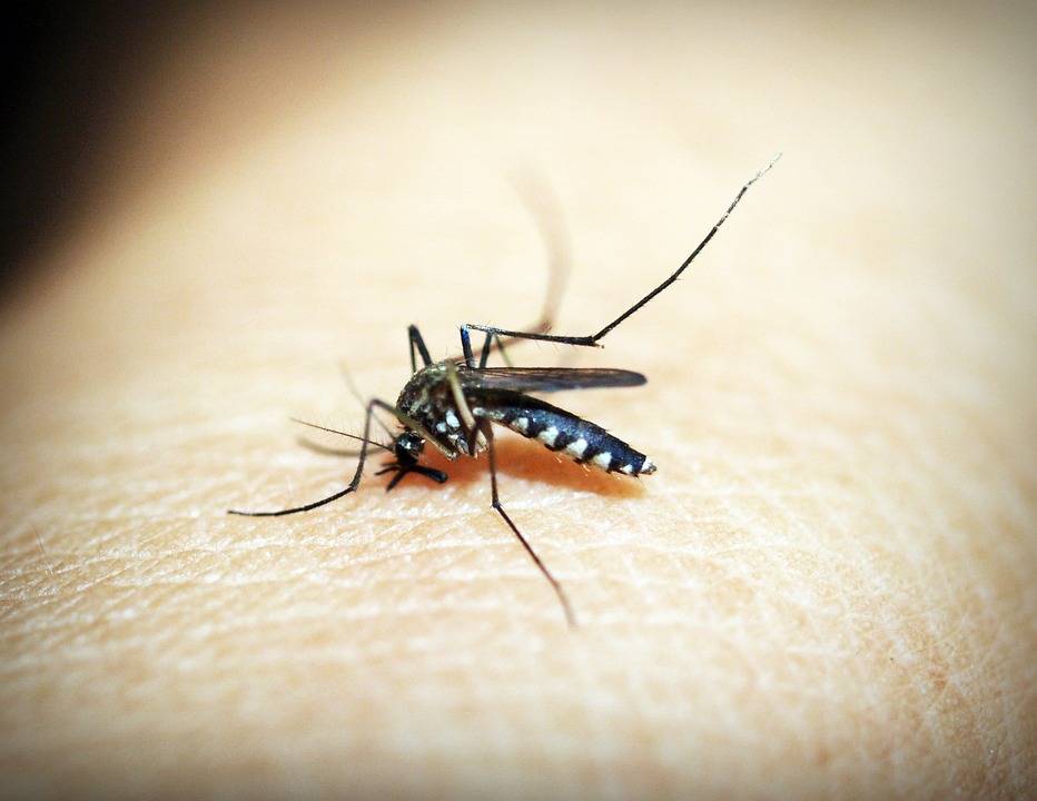 Ecco perché le zanzare ci pungono (e non falliscono)