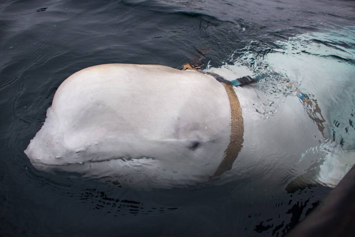 Balena-soldato russa filmata nelle acque norvegesi