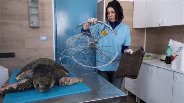 È morta Afrodite, la tartaruga che trainava rifiuti impigliati alle sue pinne