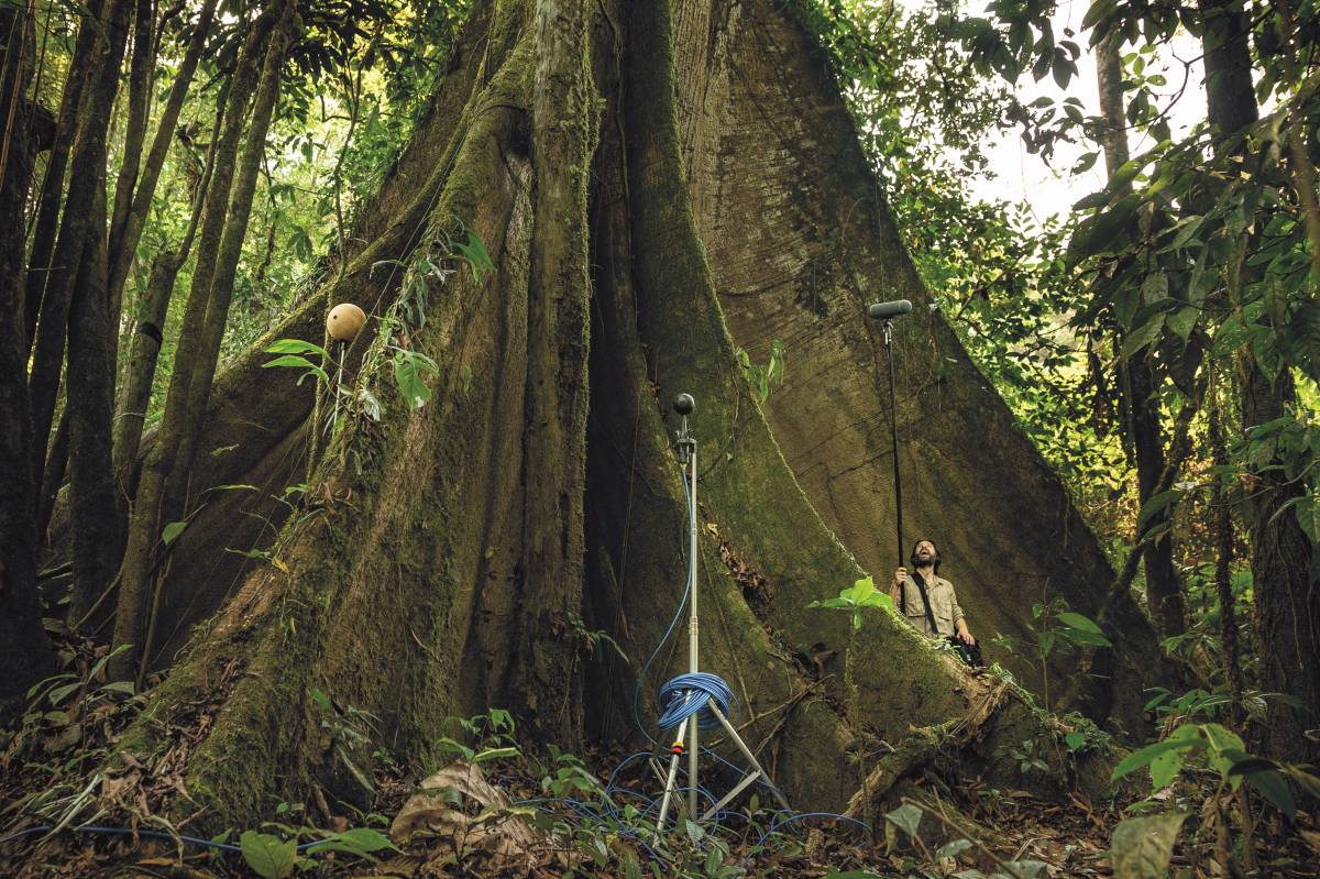 "Salvo i suoni in estinzione dell'orchestra della natura"