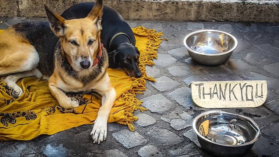 Assistenza gratuita ai cani dei senzatetto