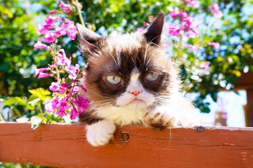 Grumpy Cat, è morta la gatta più scontrosa del web