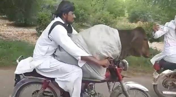 Pakistan, la mucca se ne va in scooter