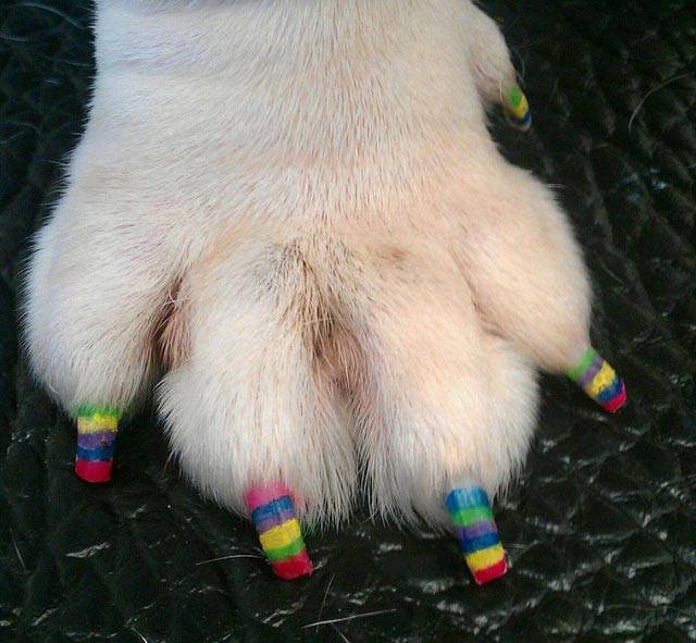 Arriva la "zampicure": la nail art per cani e gatti