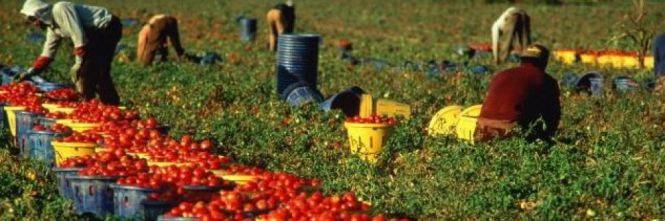 Brindisi, falsi braccianti agricoli: una truffa da 200mila euro