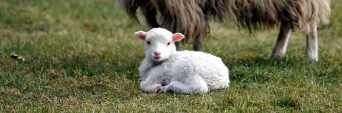 Dal Salento la storia di Torquato: l'agnellino salvato dal macello prima di Pasqua 