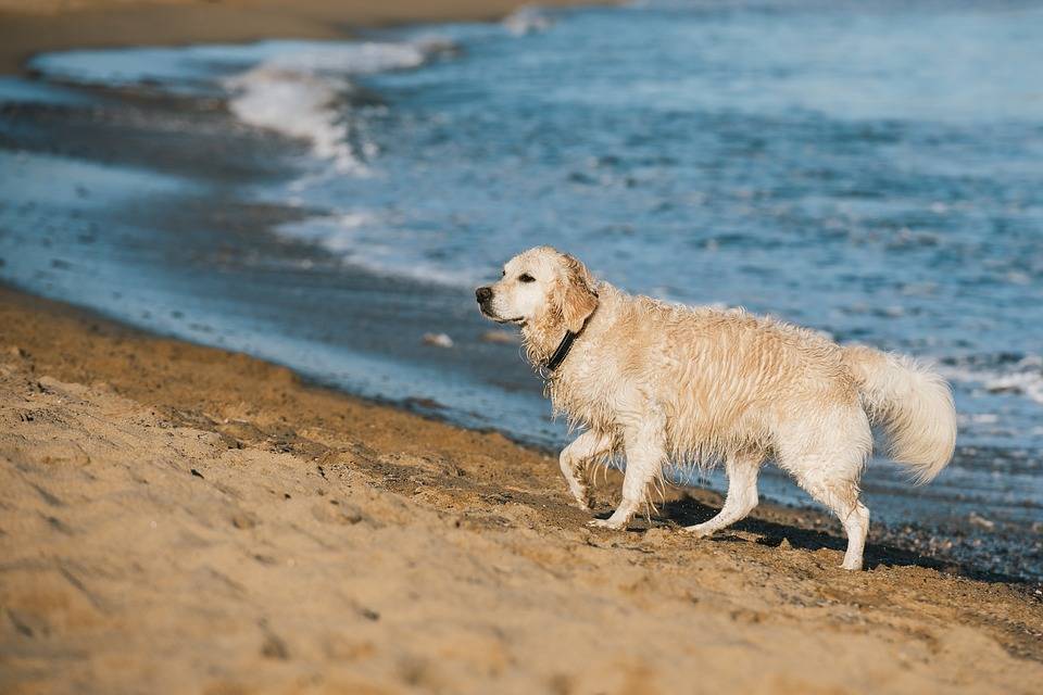 Pesaro, al mare con il cane: scatta la maxi multa