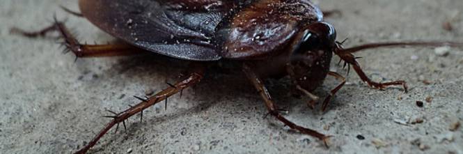 Brindisi, sorpresa nella focaccia: trova uno scarafaggio