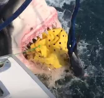 Enorme squalo bianco attacca barca di pescatori: il video choc