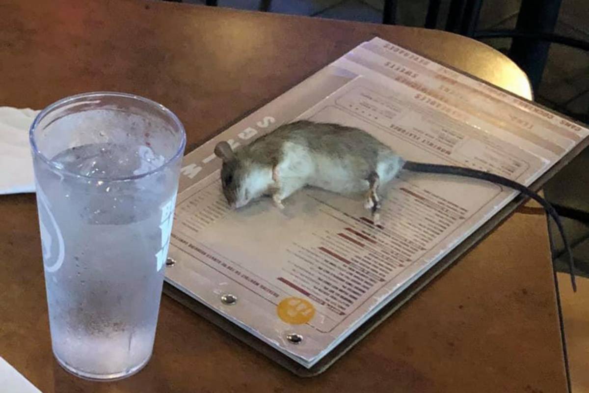 Un topo precipita dal soffitto sul tavolo di un ristorante