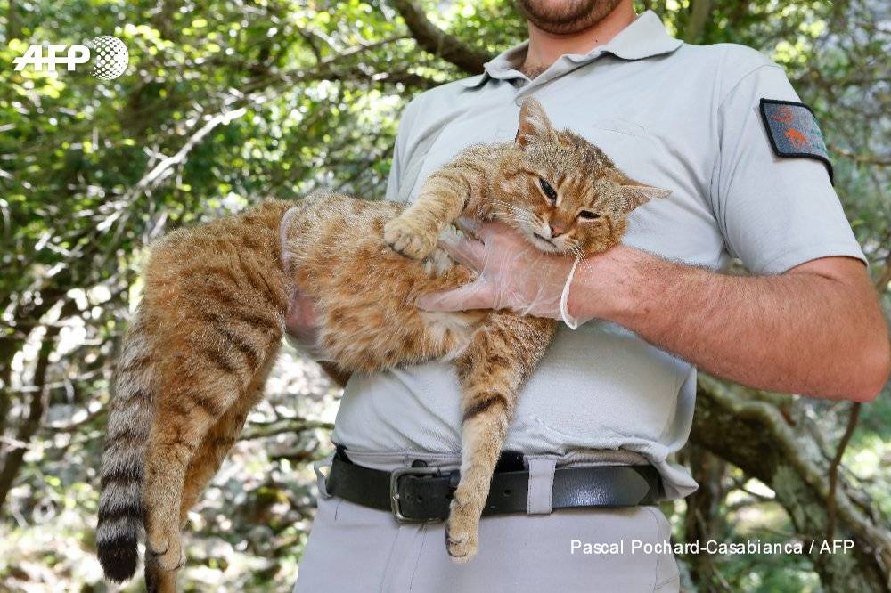 Da leggenda a realtà: catturato in Corsica il mitico "gatto-volpe"