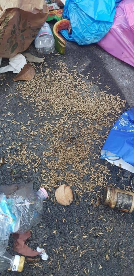 I vermi invadono Roma: distese di larve sotto i rifiuti