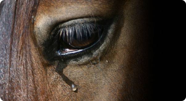 Dai cavalli alle mucche quando gli animali piangono emozionati