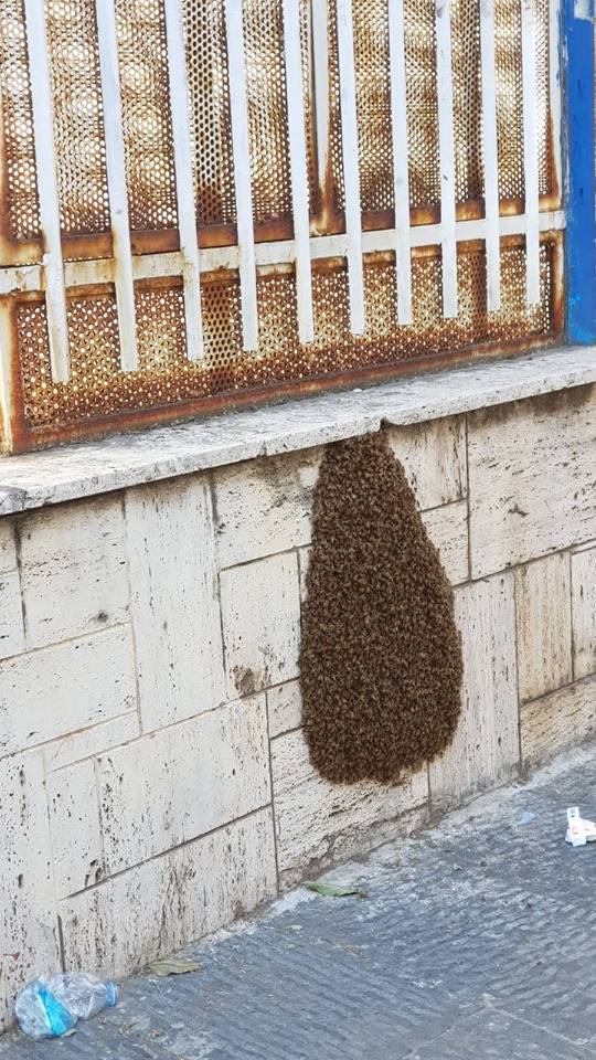 Sciame di api nel centro di Portici. Gli ambientalisti: “Non fate loro del male”