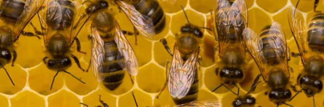 Nel Vibonese, punto da un'ape è in pericolo di vita